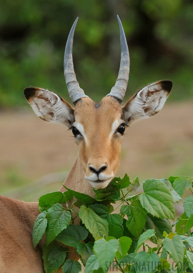 Aepyceros melampus [300 mm, 1/50 sec at f / 8.0, ISO 2500]